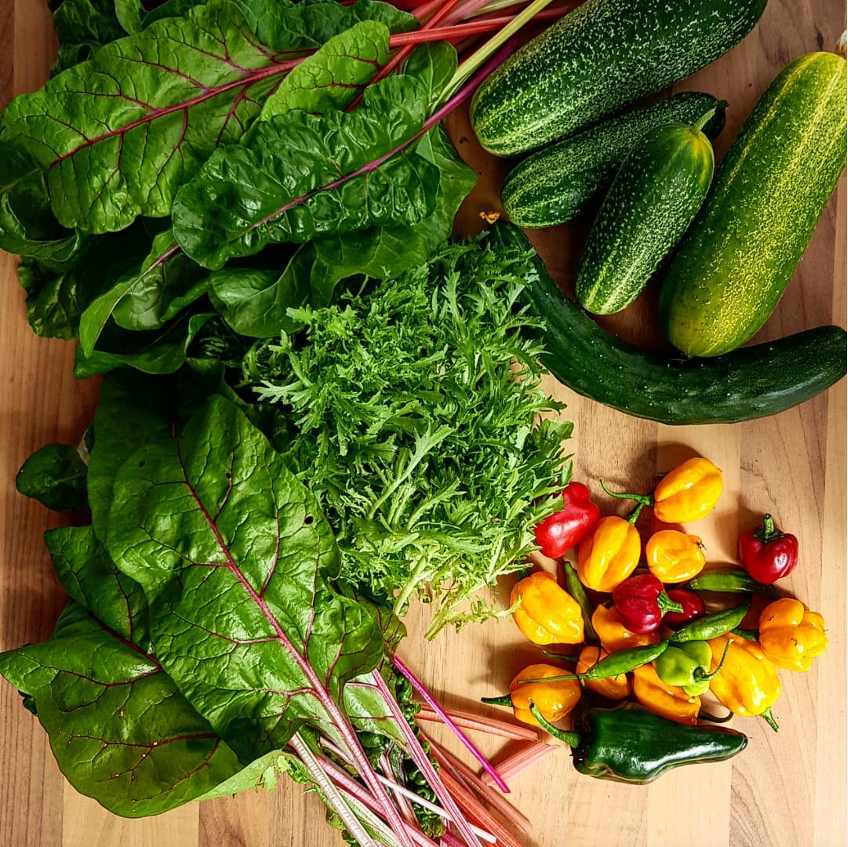 Mangold, Gurken, Chilis, Salat, Paprika sind einige Sorten die in der Hydroponik angebaut werden können