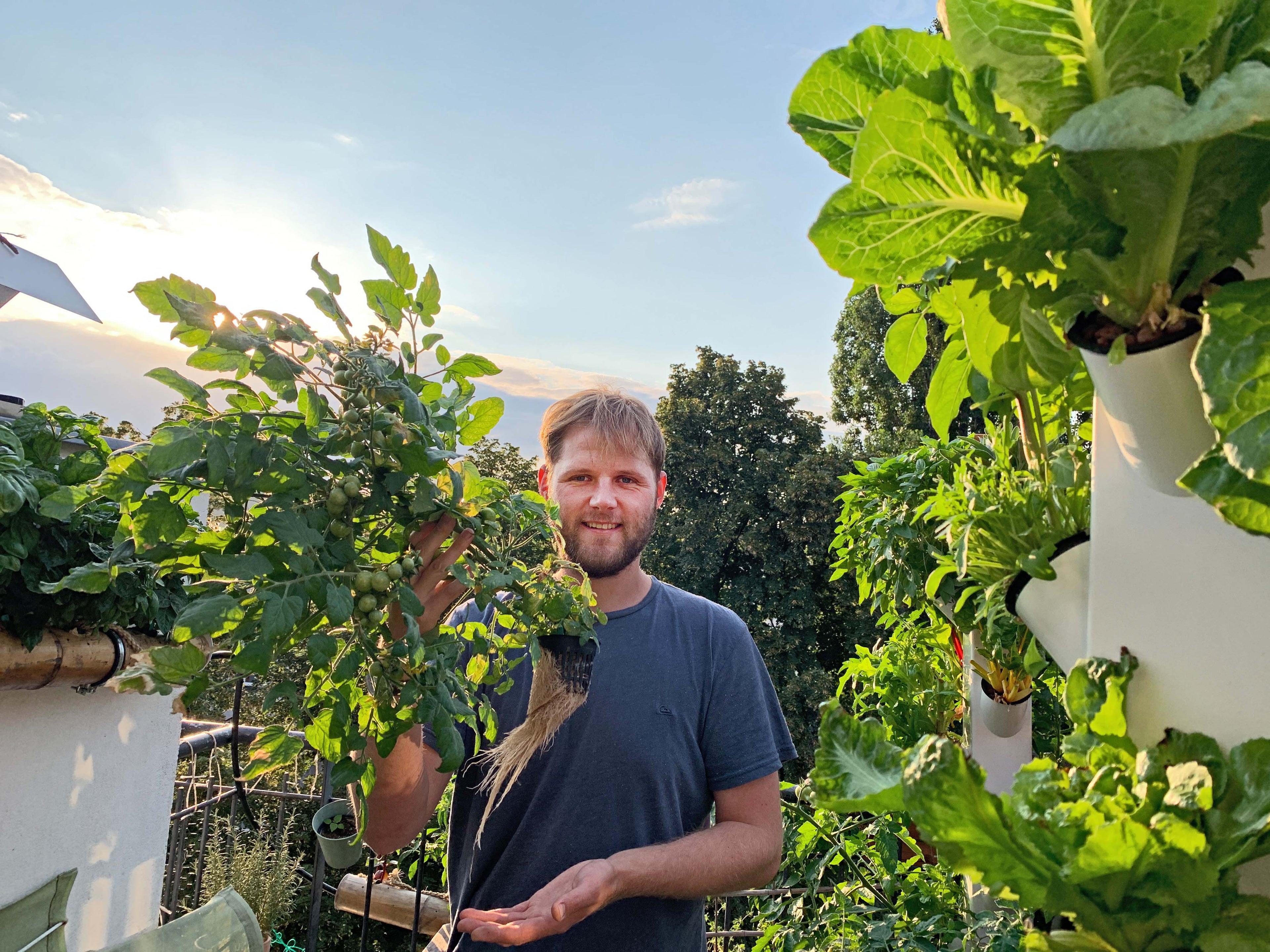 Tomaten in der Hydroponik sind lecker und knackig