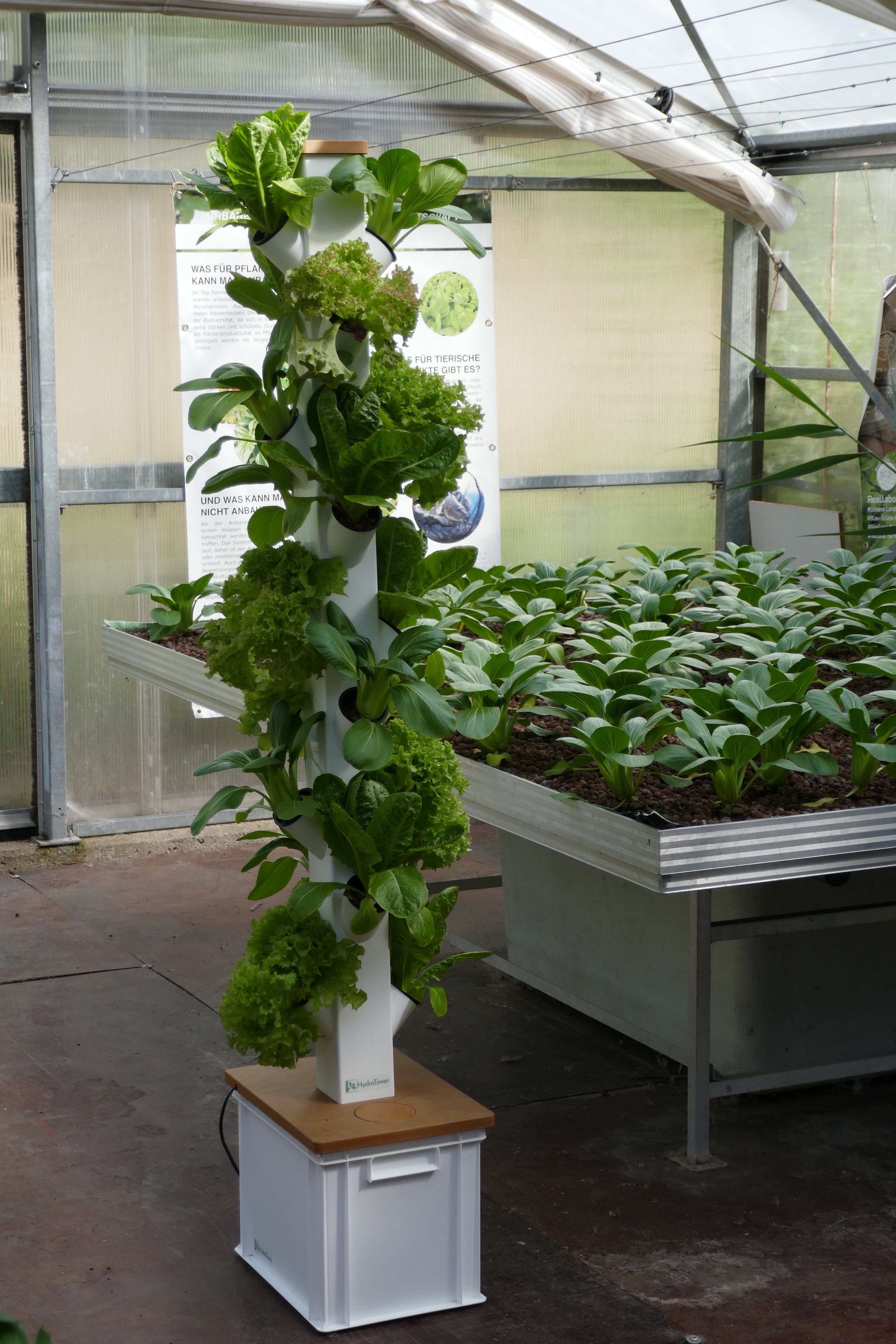 HydroTower im Geächshaus der Roof Water-Farm 