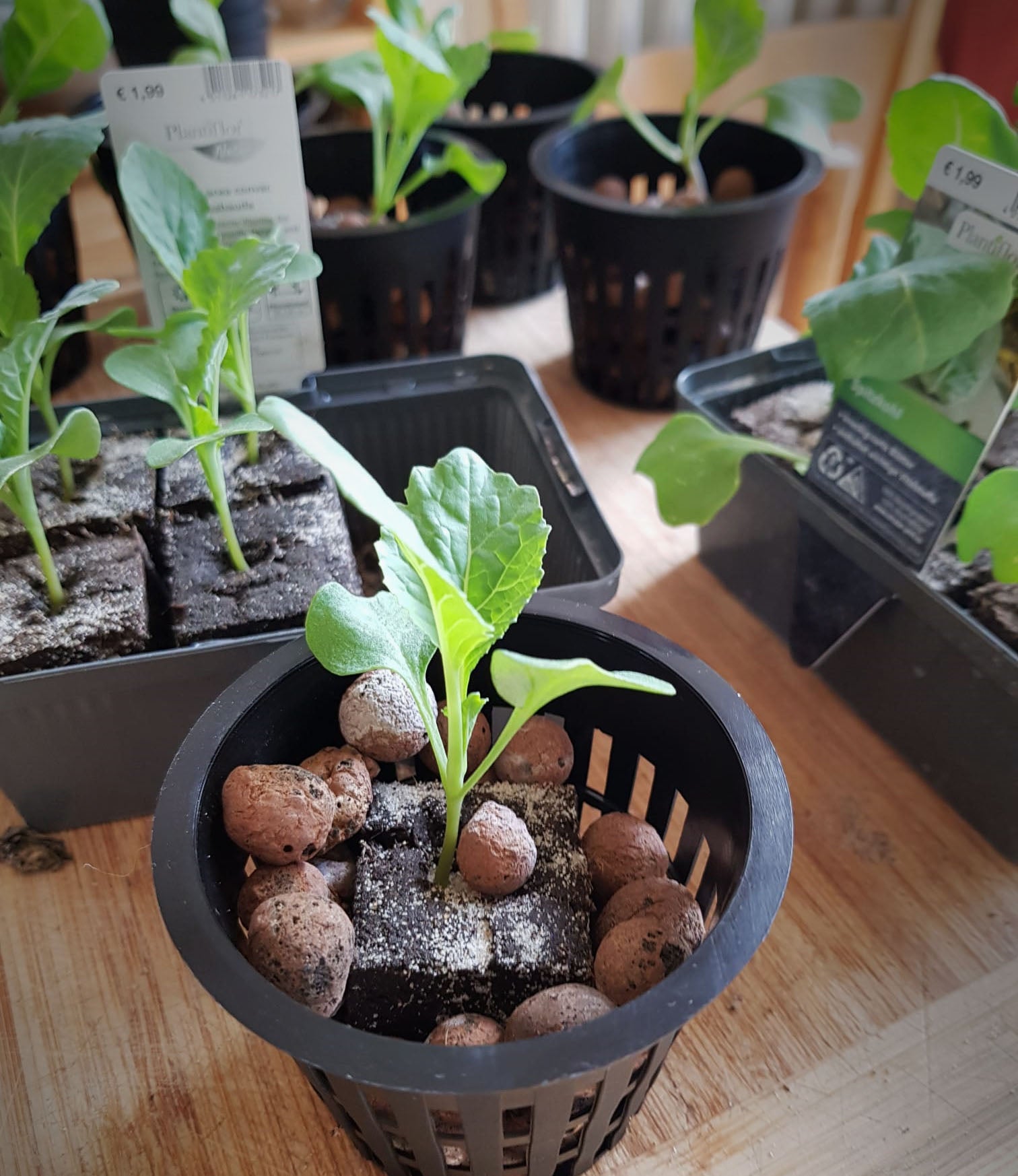 Jungpflanzen aus dem Baumarkt kommen in den HydroTower